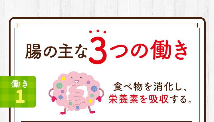 腸の主な3つの働き