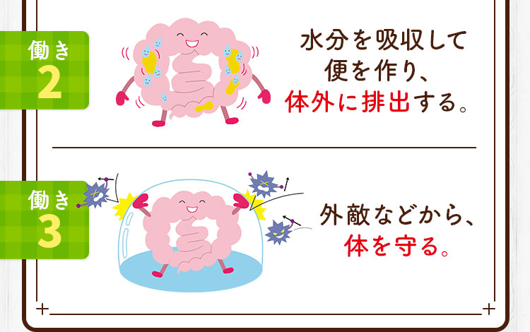 水分を吸収して便を作り、体外に排出する。