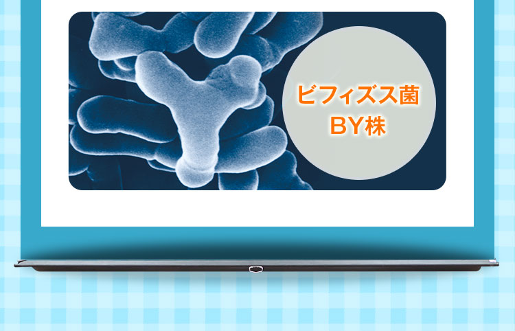 ビフィズス菌BY株