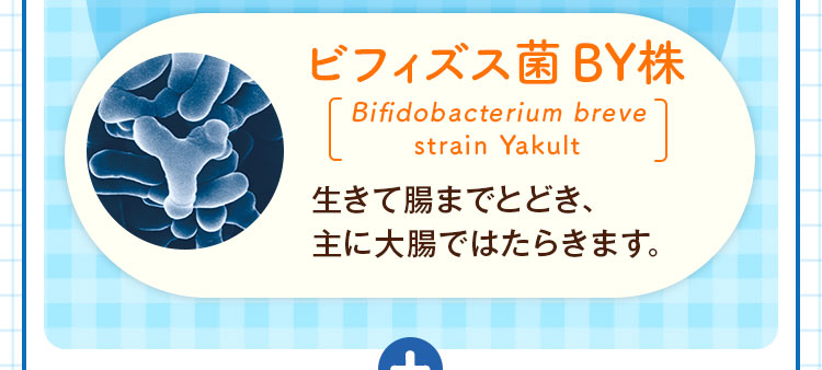 ビフィズス菌 BY株