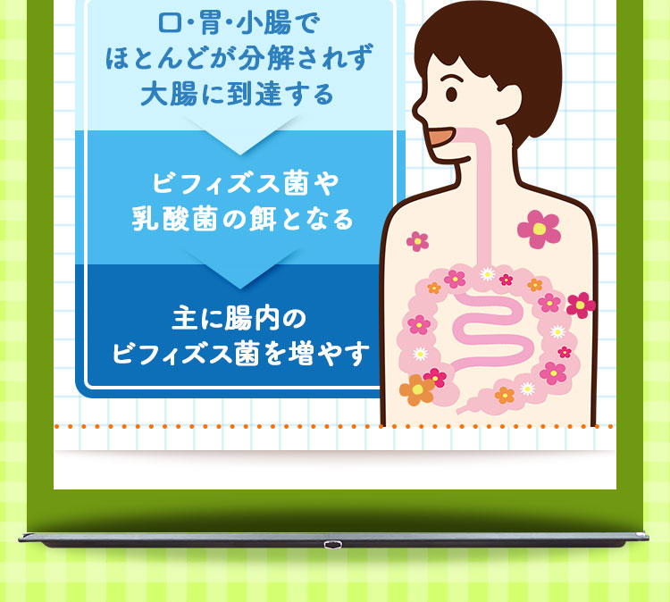口･胃･小腸でほとんどが分解されず大腸に到達する