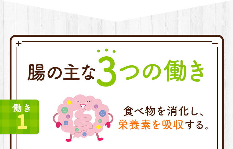 腸の主な3つの働き