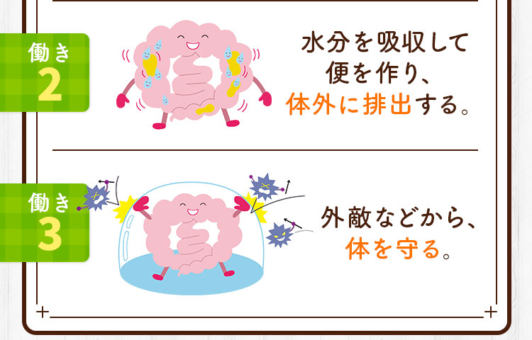 水分を吸収して便を作り、体外に排出する。