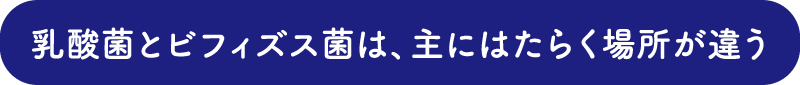 乳酸菌とビフィズス菌は、主にはたらく場所が違う